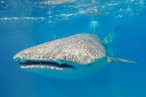 Discover the Magic of Swimming with Whale Sharks in Mozambique