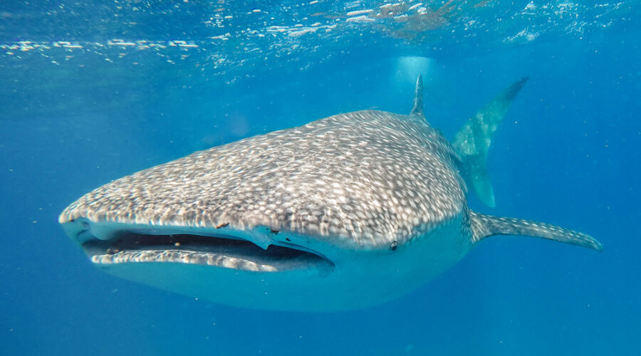 Discover the Magic of Swimming with Whale Sharks in Mozambique