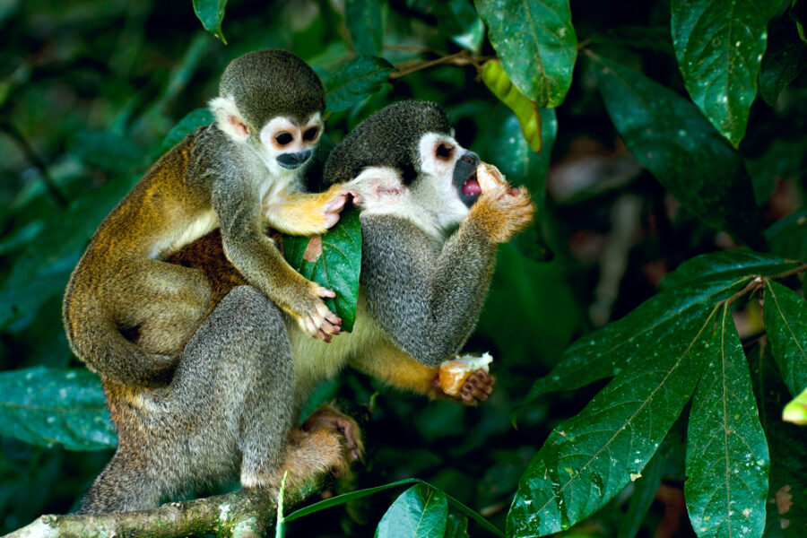 Unraveling the Mysteries of the Amazon: A Transformative Experience in Peru