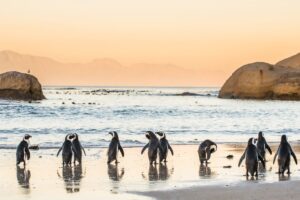 The Magic of Cape Town: A Long Weekend Getaway