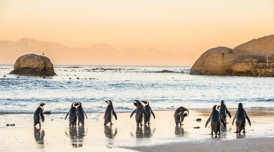 The Magic of Cape Town: A Long Weekend Getaway