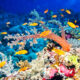  Embracing the Wonders of the Great Barrier Reef: A Journey of Discovery and Adventure