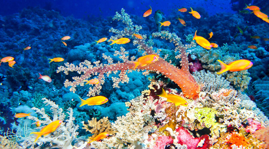  Embracing the Wonders of the Great Barrier Reef: A Journey of Discovery and Adventure