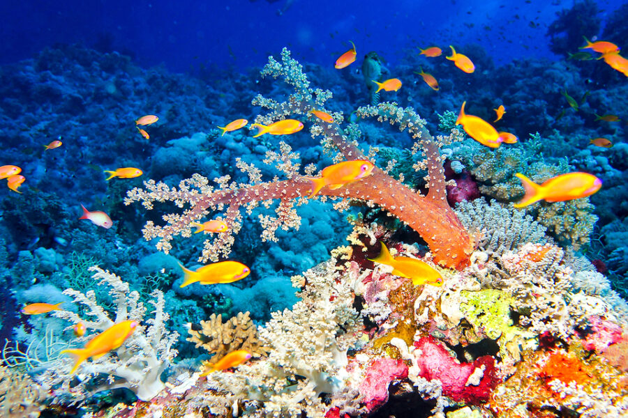  Embracing the Wonders of the Great Barrier Reef: A Journey of Discovery and Adventure