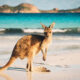 Discover the Career Move of a Lifetime: A Working Holiday in Australia