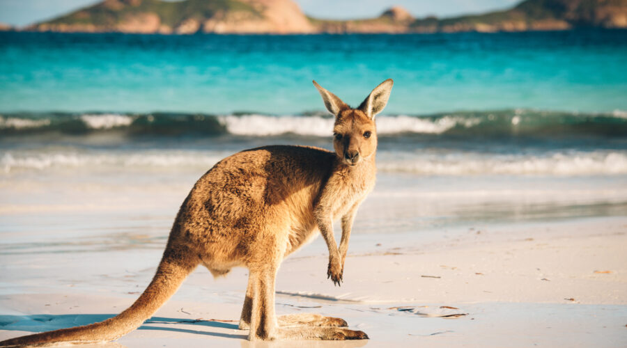 Discover the Career Move of a Lifetime: A Working Holiday in Australia