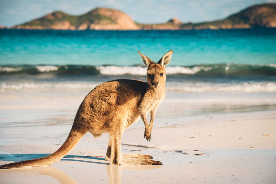 Discover the Career Move of a Lifetime: A Working Holiday in Australia